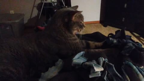 Lido Kneading the Blanket