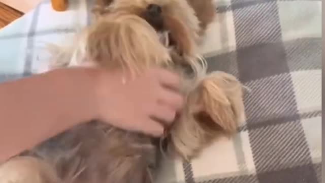 Yorkie puppy love when owner love him like this way