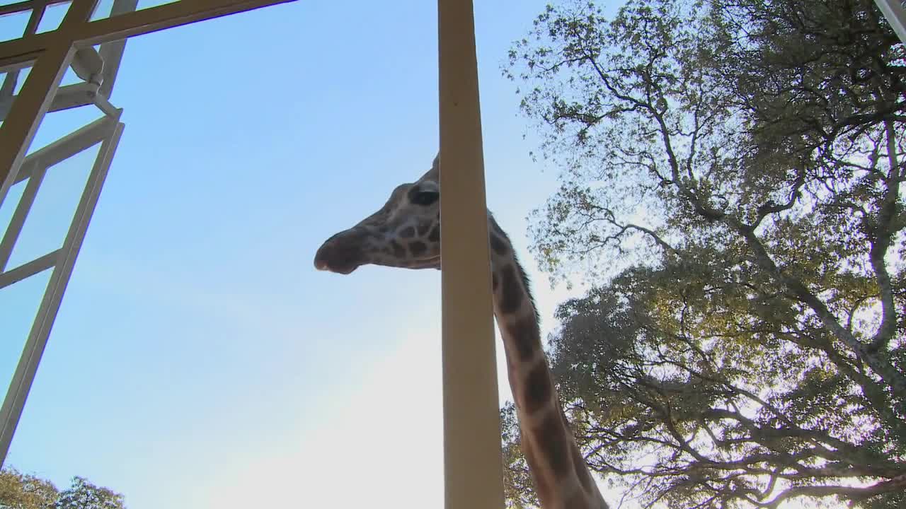 Giraffes mill around outside an old mansion in Kenya