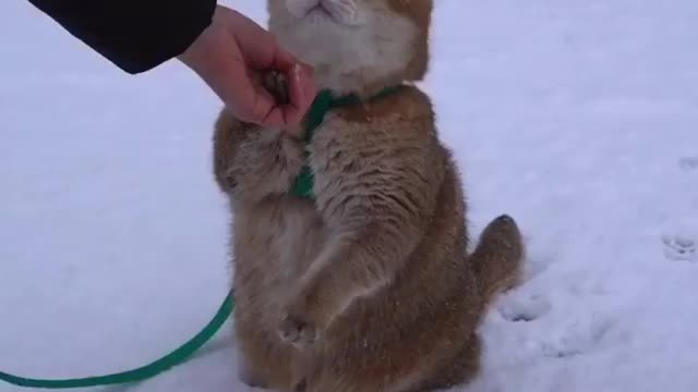 Funny and Cute Cat Videos #325