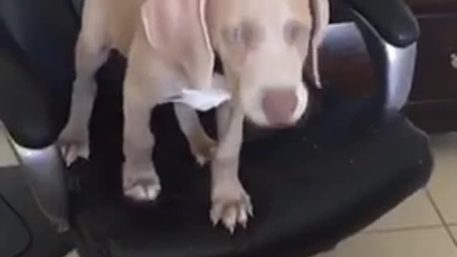 Dog black chair falls off