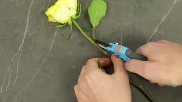 Creative planting hacks using fruits!