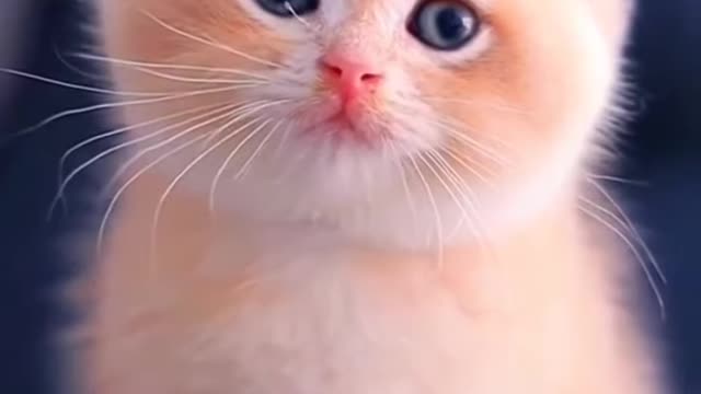 Cute baby cat. cute cat status