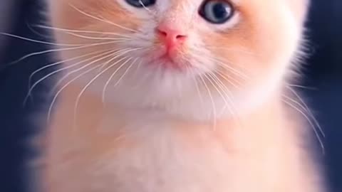 Cute baby cat. cute cat status