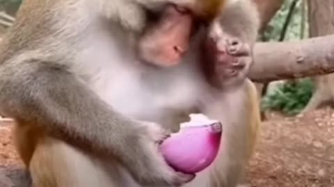 Funny animals videos