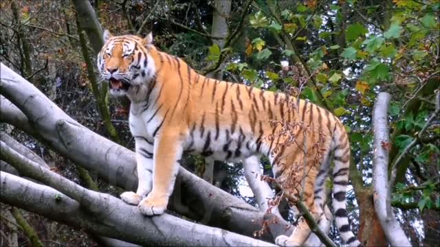 How beautiful to see this tiger || this is Beautiful Bengal Tiger.