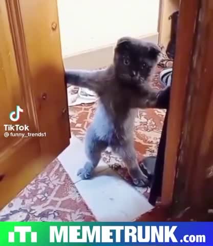 Hellllllooooooooo Frydayyyy😺