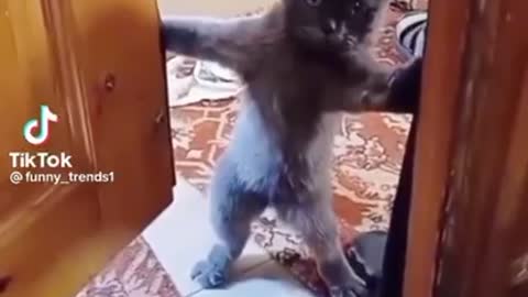 Hellllllooooooooo Frydayyyy😺