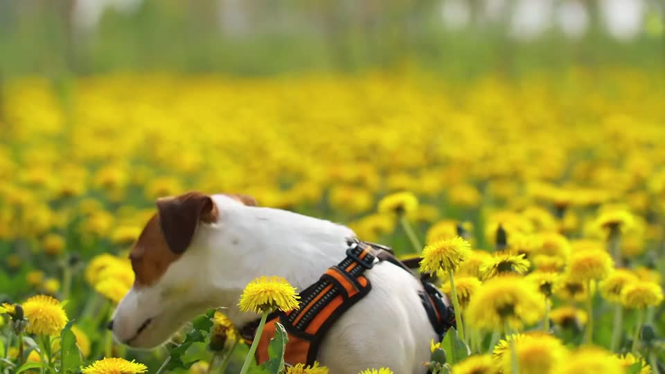 The Guardians of the Flower Sea