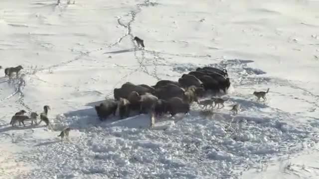 Frozen Planet: Gray Wolves Chase Down Bison
