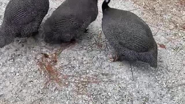 How Guinea Fowl Say Hi