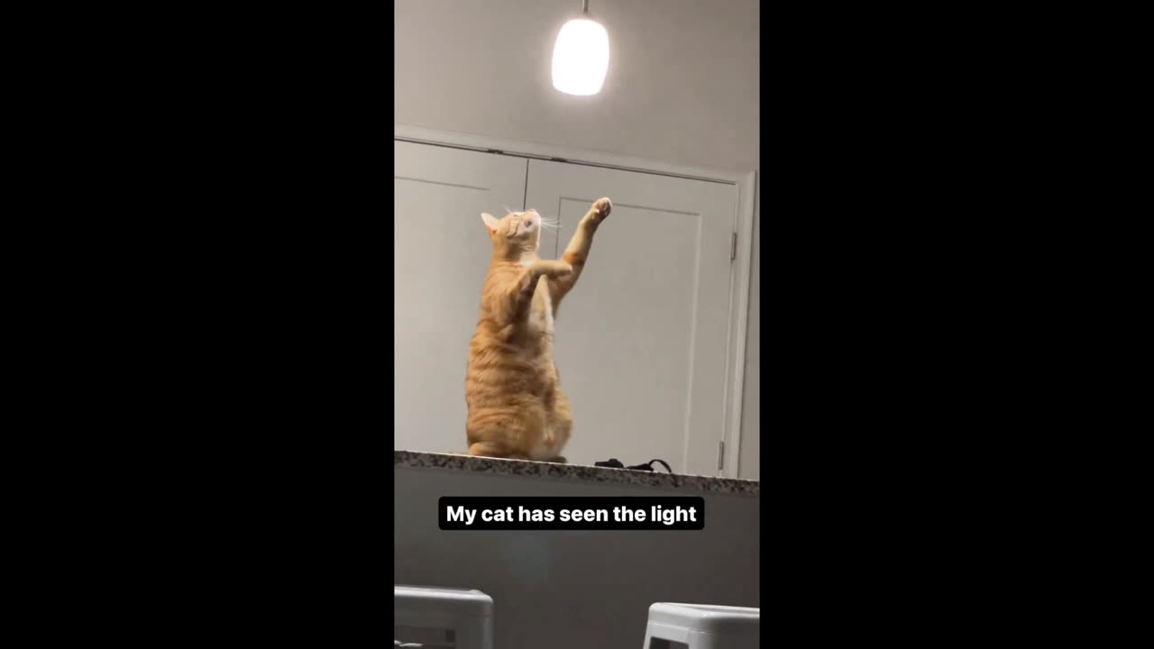 This Cat Saw The Light