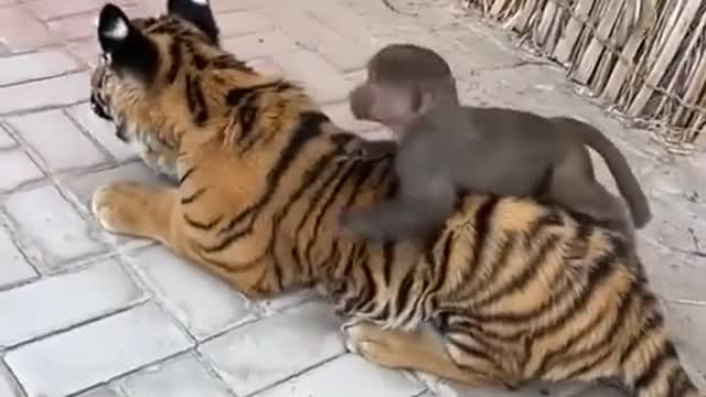 Tiger & monkey cute baby friendship