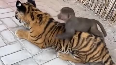 Tiger & monkey cute baby friendship