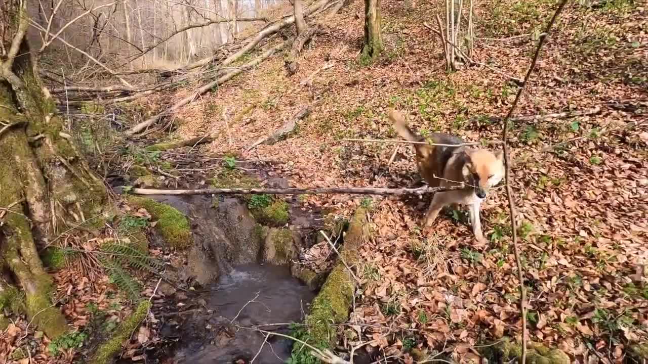 Cute pet dog - Funny and cute dog compilation #3 #Cute dog
