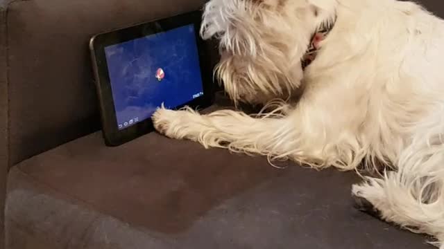 Westie Terrier playing game