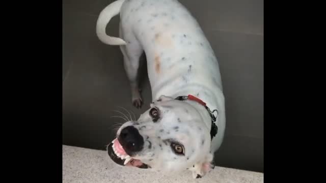 look at the dog's joy when he sees his owner