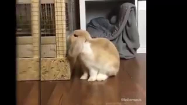 baby animals funny