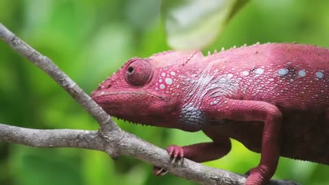 Chameleon Changing Color