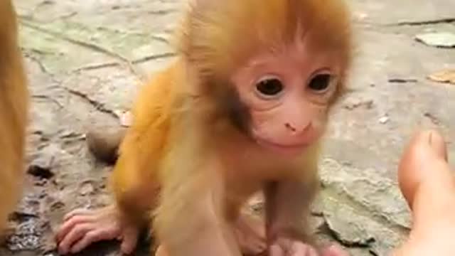 Little BabyMonkey