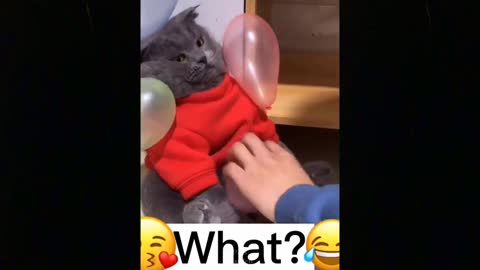 OMG So beautiful Cute Cats ♥ Best Funny Cat Videos