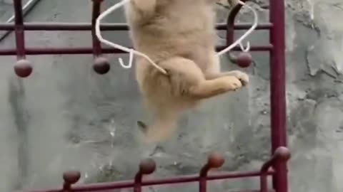 Cute baby doggy hanging on beam.😲😲