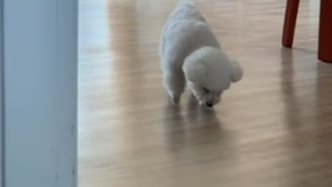 The cute puppy walking to mom