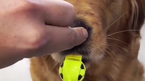 how a dog learns to blow a whistle