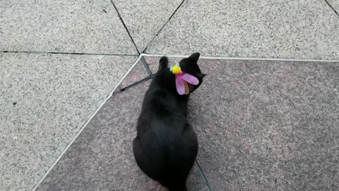 20240505 070313 Tux Playing with Flying Bug Toy
