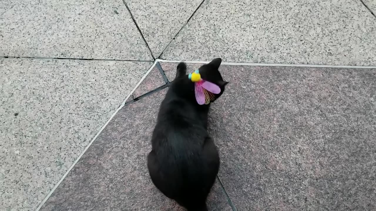 20240505 070313 Tux Playing with Flying Bug Toy