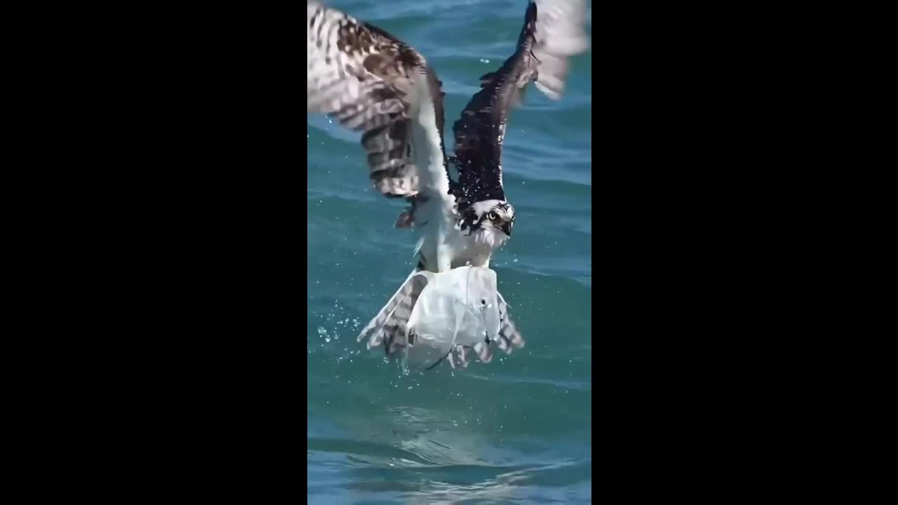 Bird hunting the fish