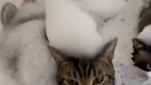 Funny cat video,try not to laugh