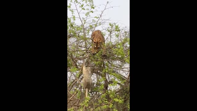 Tiger Vs Monkey Fight On The Tree.