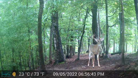 The Woods – 09/06/2022