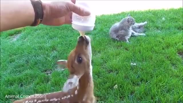 CUTEST Baby Deer Compilation! Super cute and adorable.