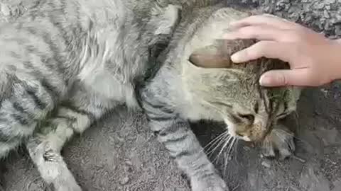 Cat cat 🐈🐱Cat cat chat