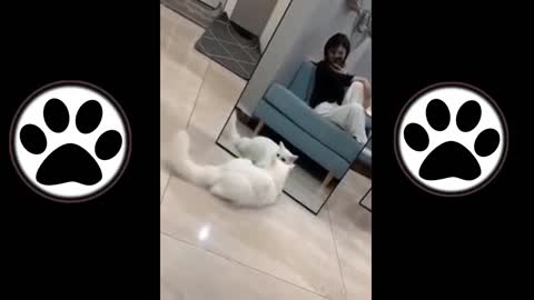 Cat Has Never Seen a Mirror Before