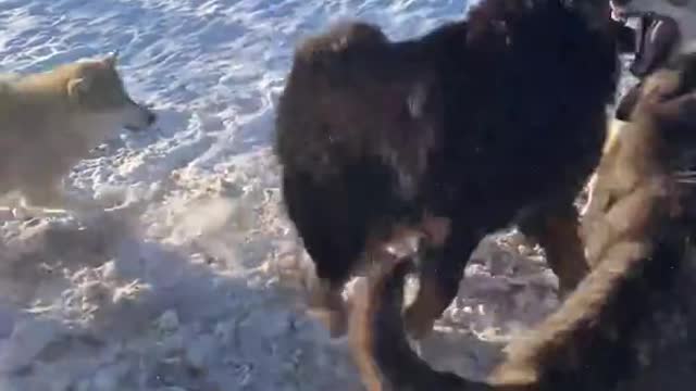 Tibetan mastiff vs Wolf