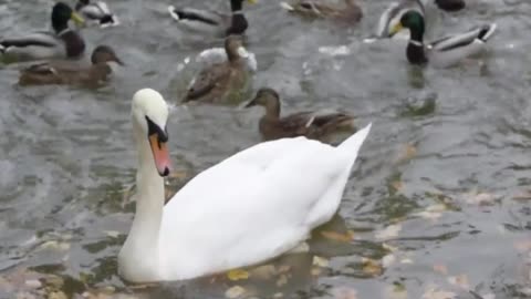 Ducks Swimming on the Water::Adorable Critters