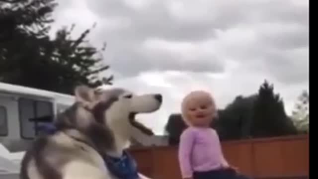 Alaskan Husky dog howling in harmony with screaming little girl.