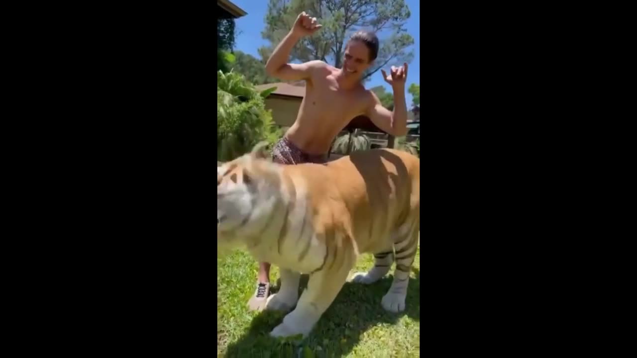 Did he really do THAT to a TIGER ?!?!