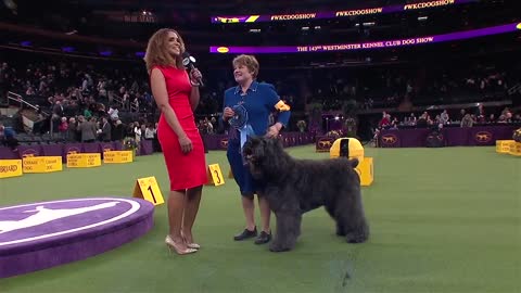 WKC Dog Show Herding Group gets Judged!