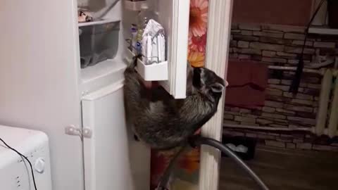 Raccoon Finds Way into Freezer