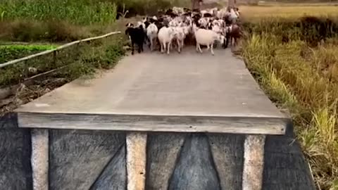 The Best Optical illusion 😱