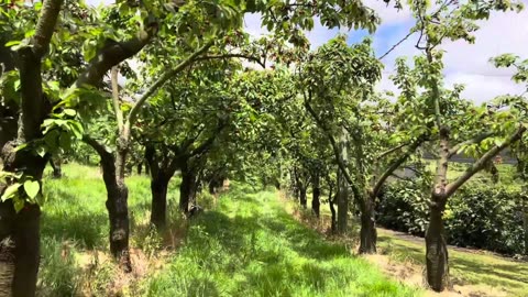 Ripe & Ready Cherry Farm, Red, Victoria, Australia