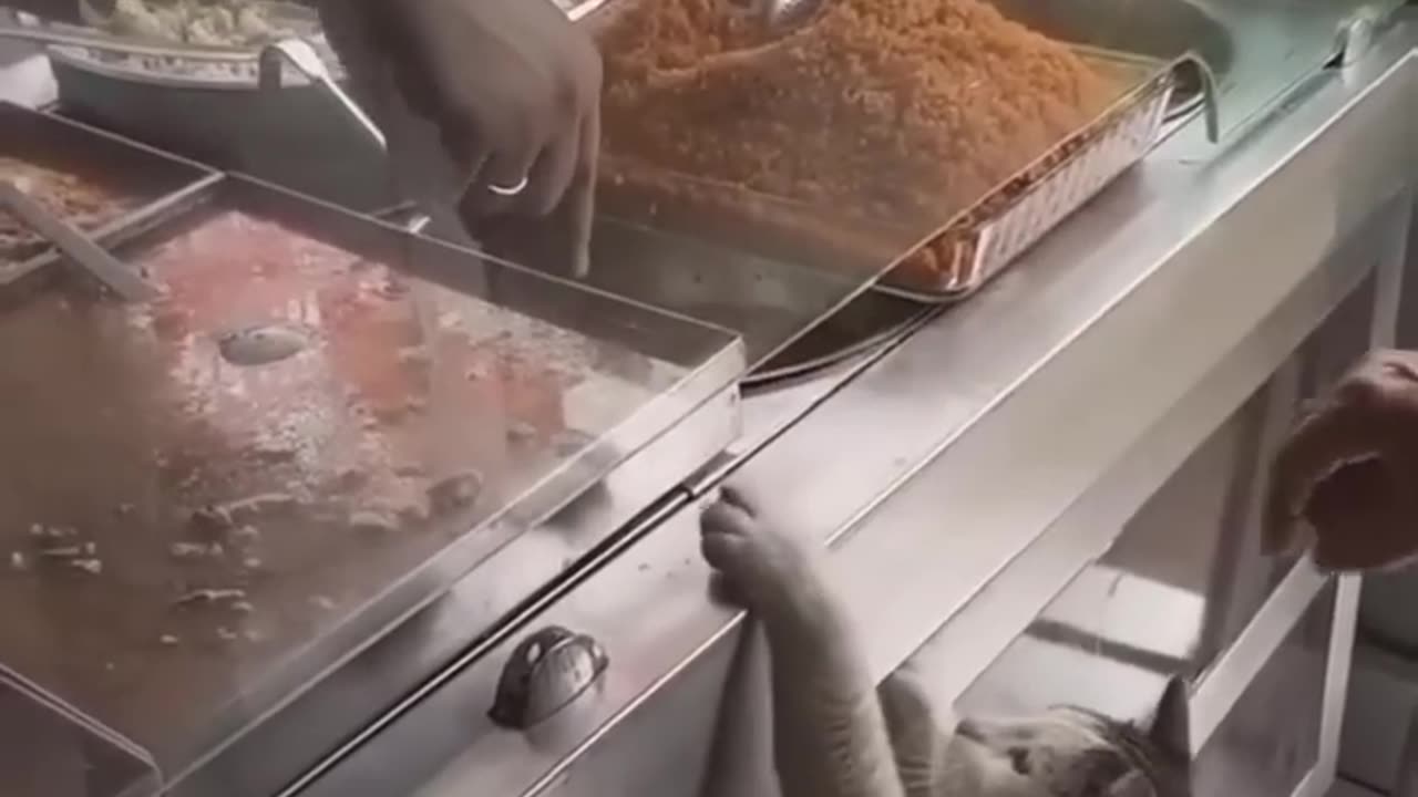 cute cat in turkish kebab restaurant