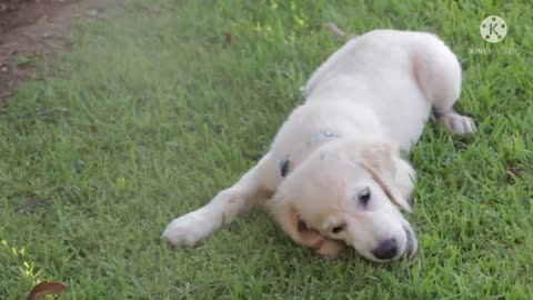 CUTEST DOG EVER 😍😘