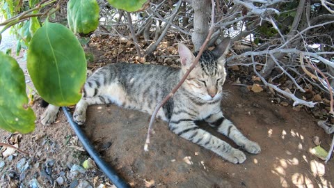 MICHAEL JACKSON - Homeless cat in Ras Al Khaimah, UAE #cat #cats #MichaelJackson #emirates #ae #UAE