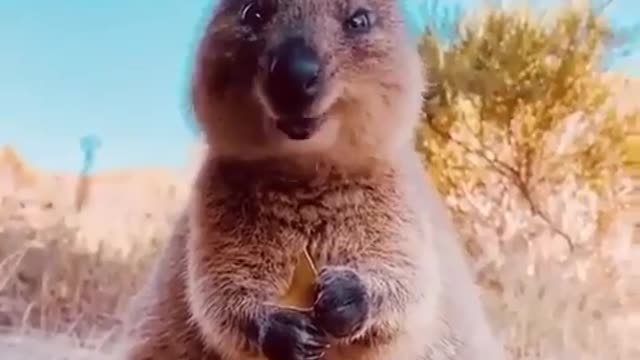 Cute animal