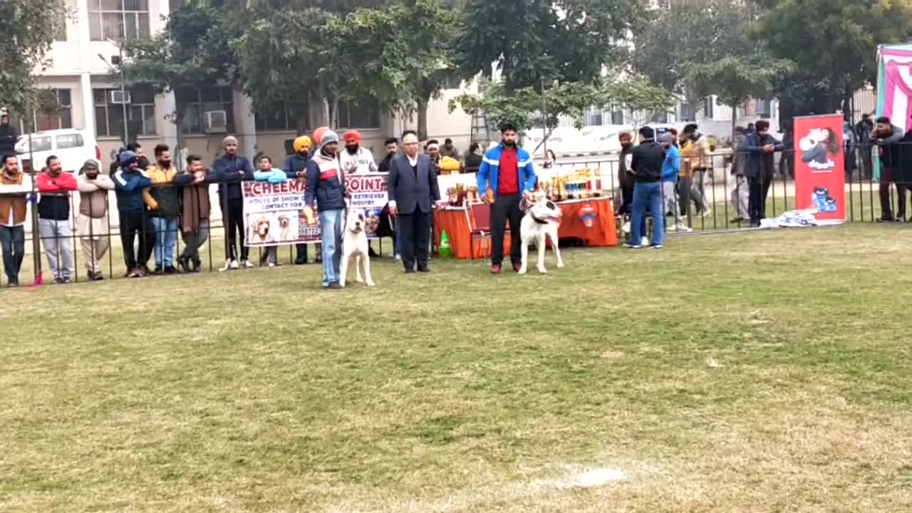 Dog training related video India